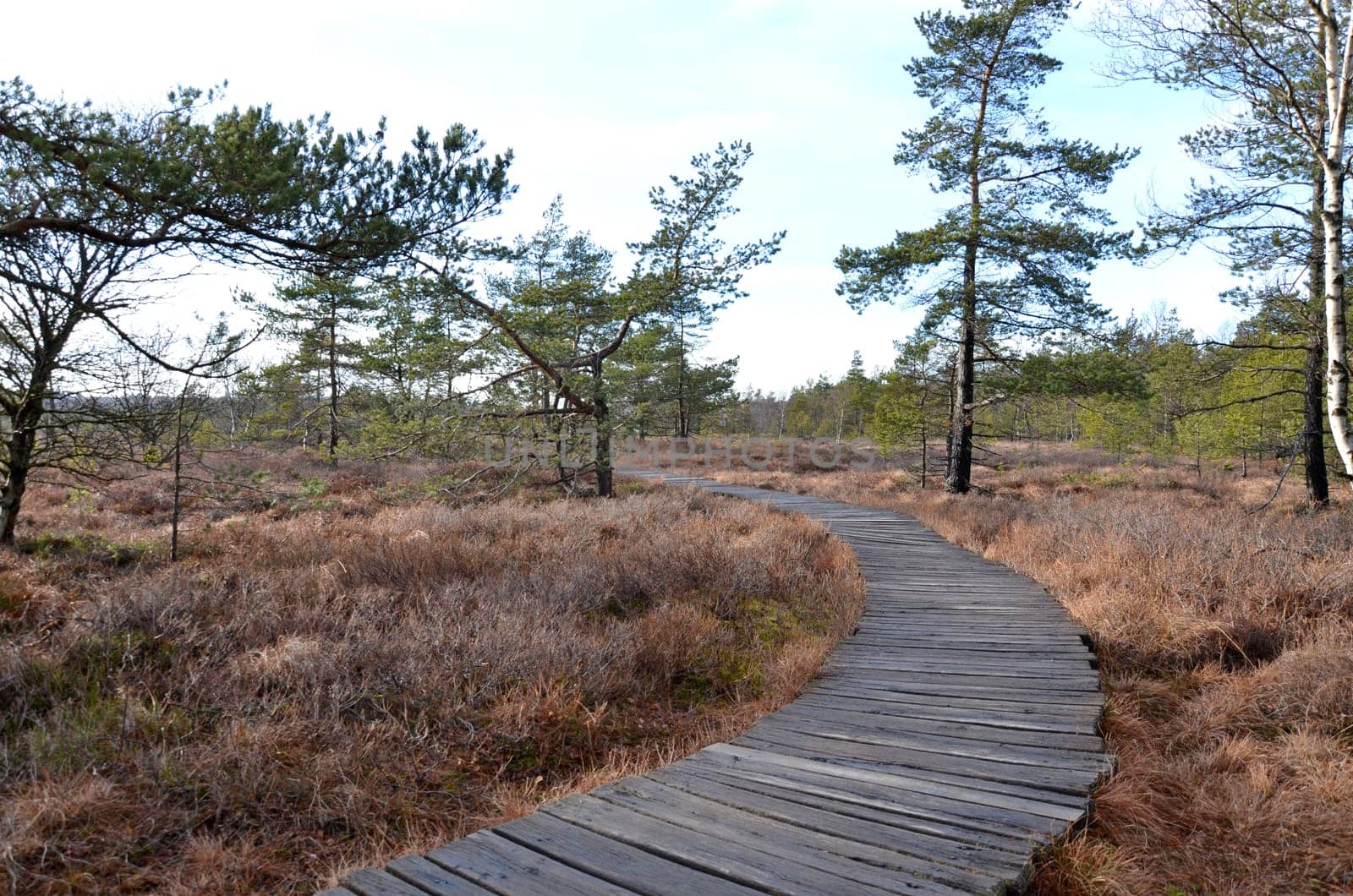 moorlandschaft