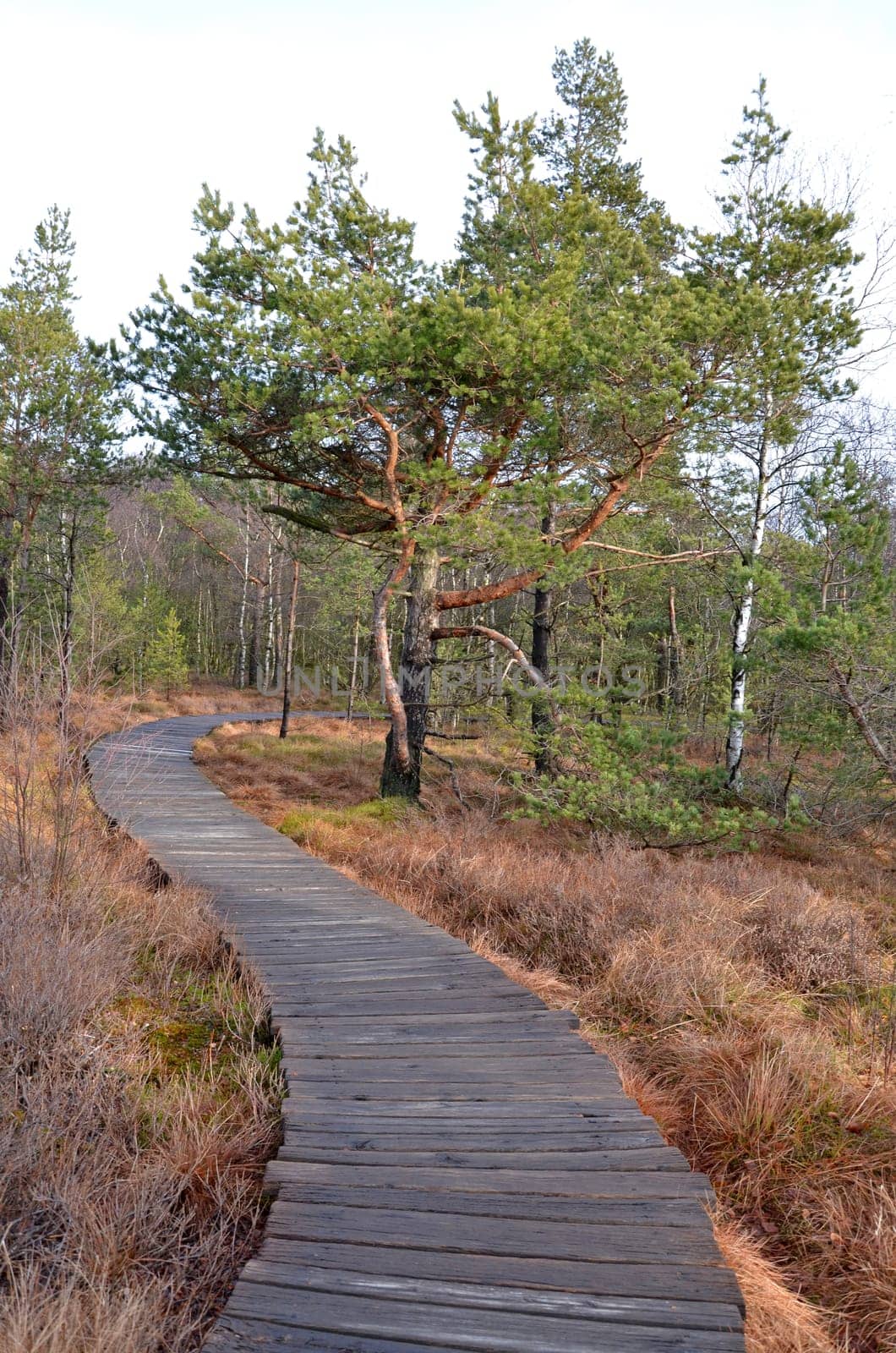 moorlandschaft