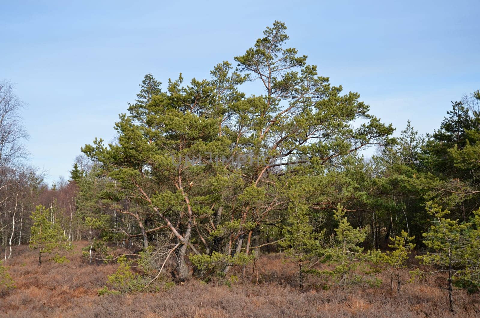 moorlandschaft