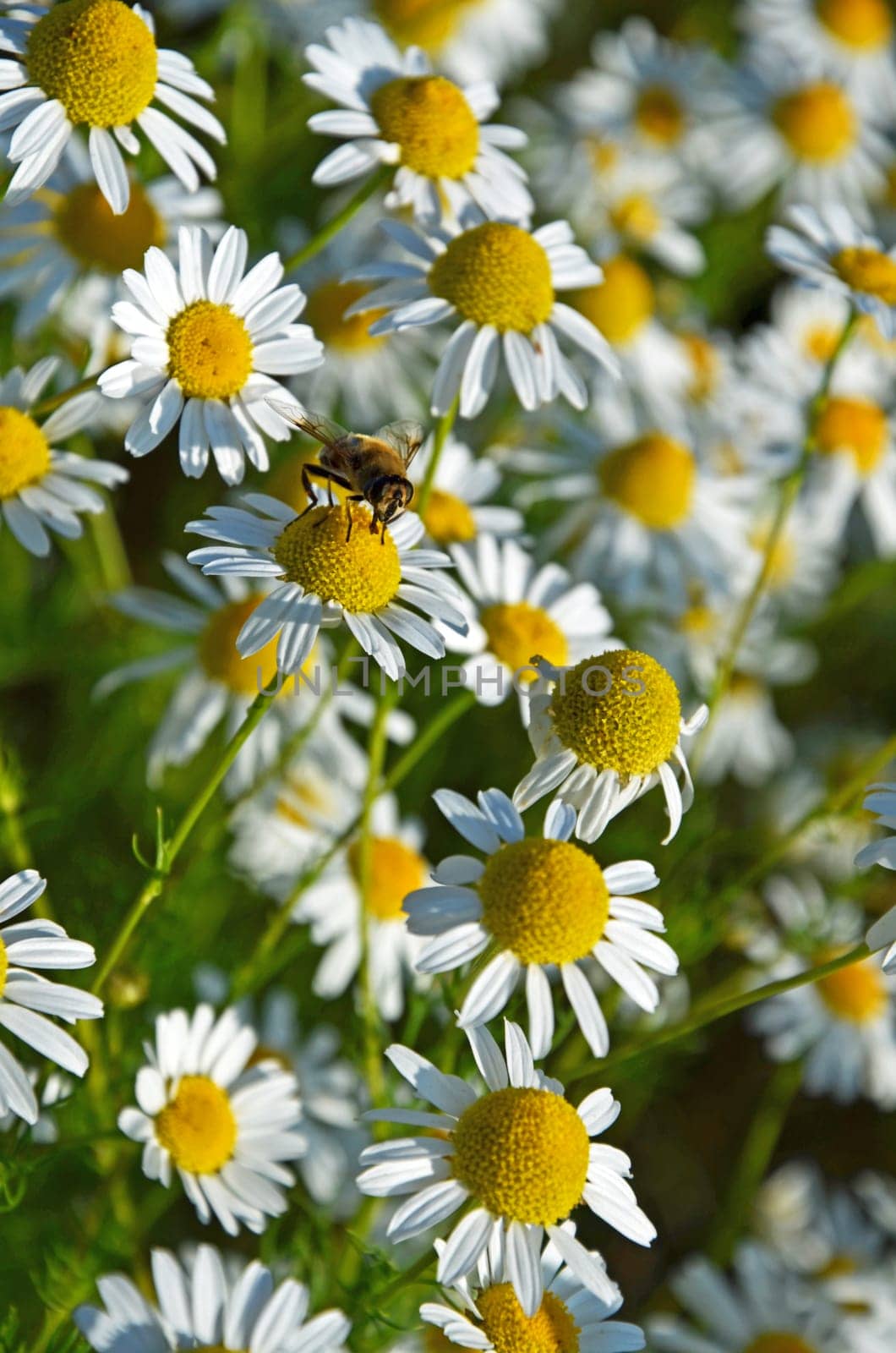 Chamomile