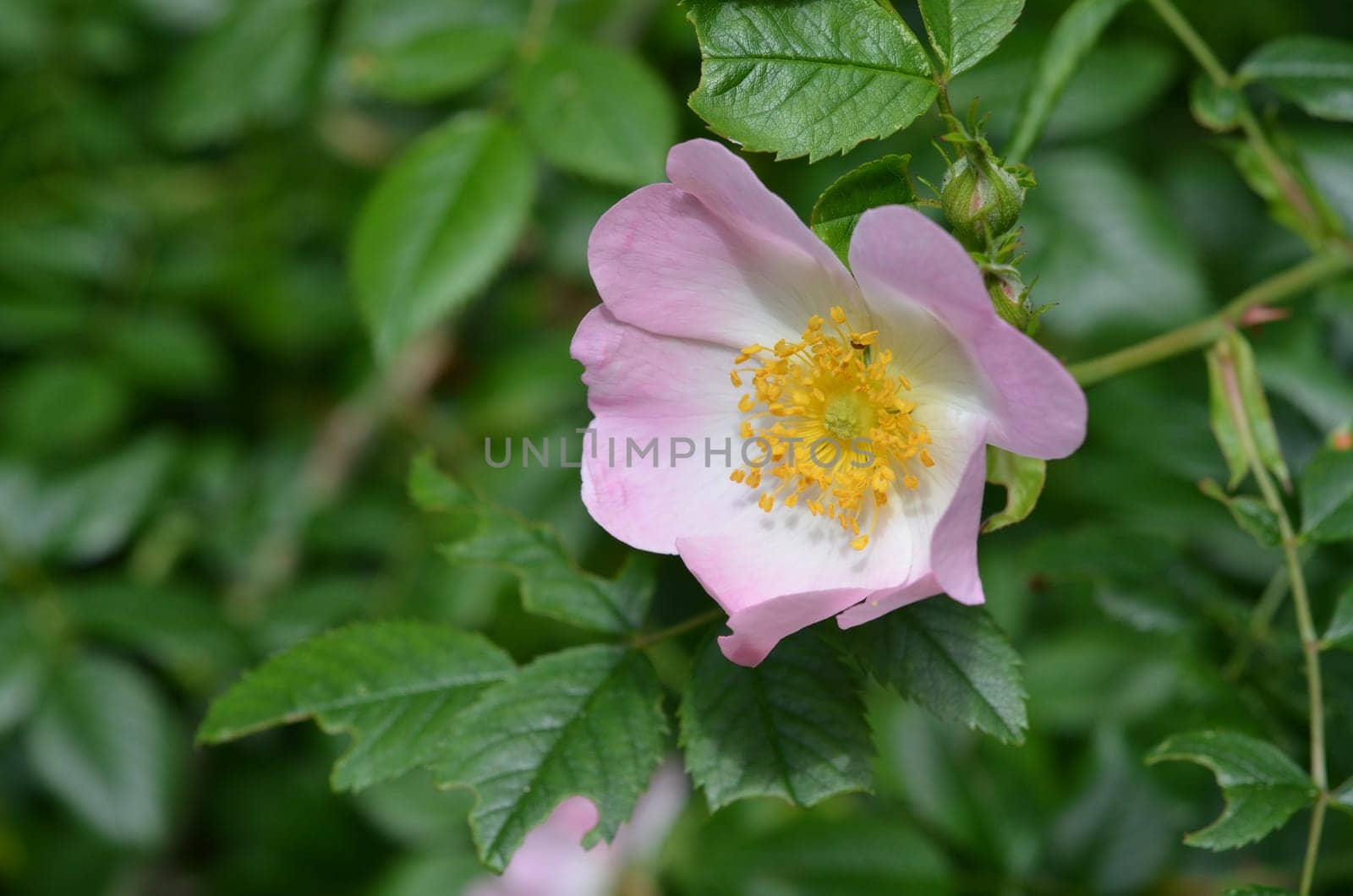 Dog rose (rose hips)