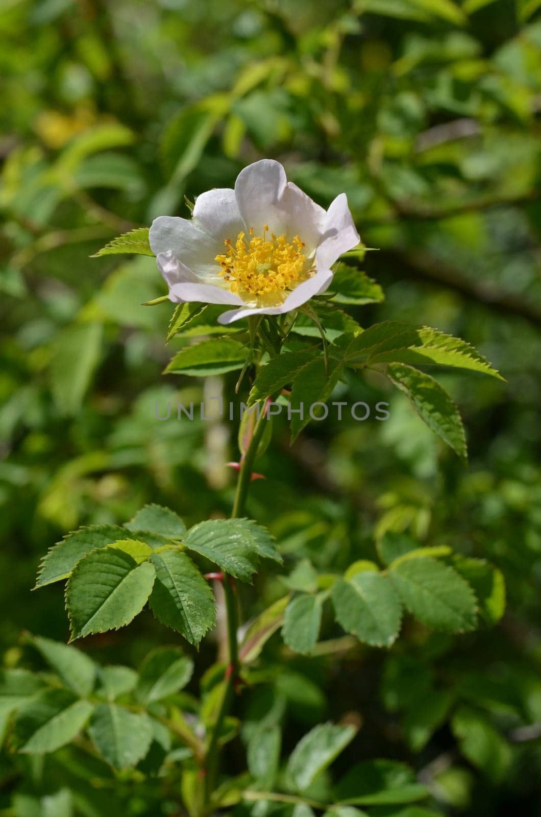 Dog rose (rose hips)