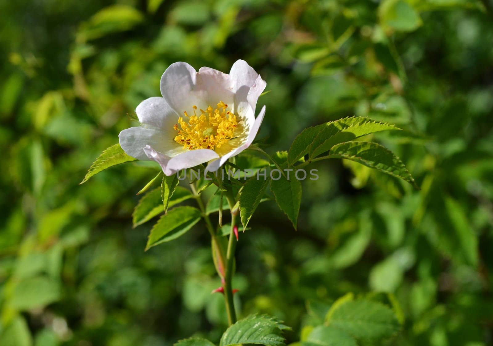 Dog rose (rose hips)