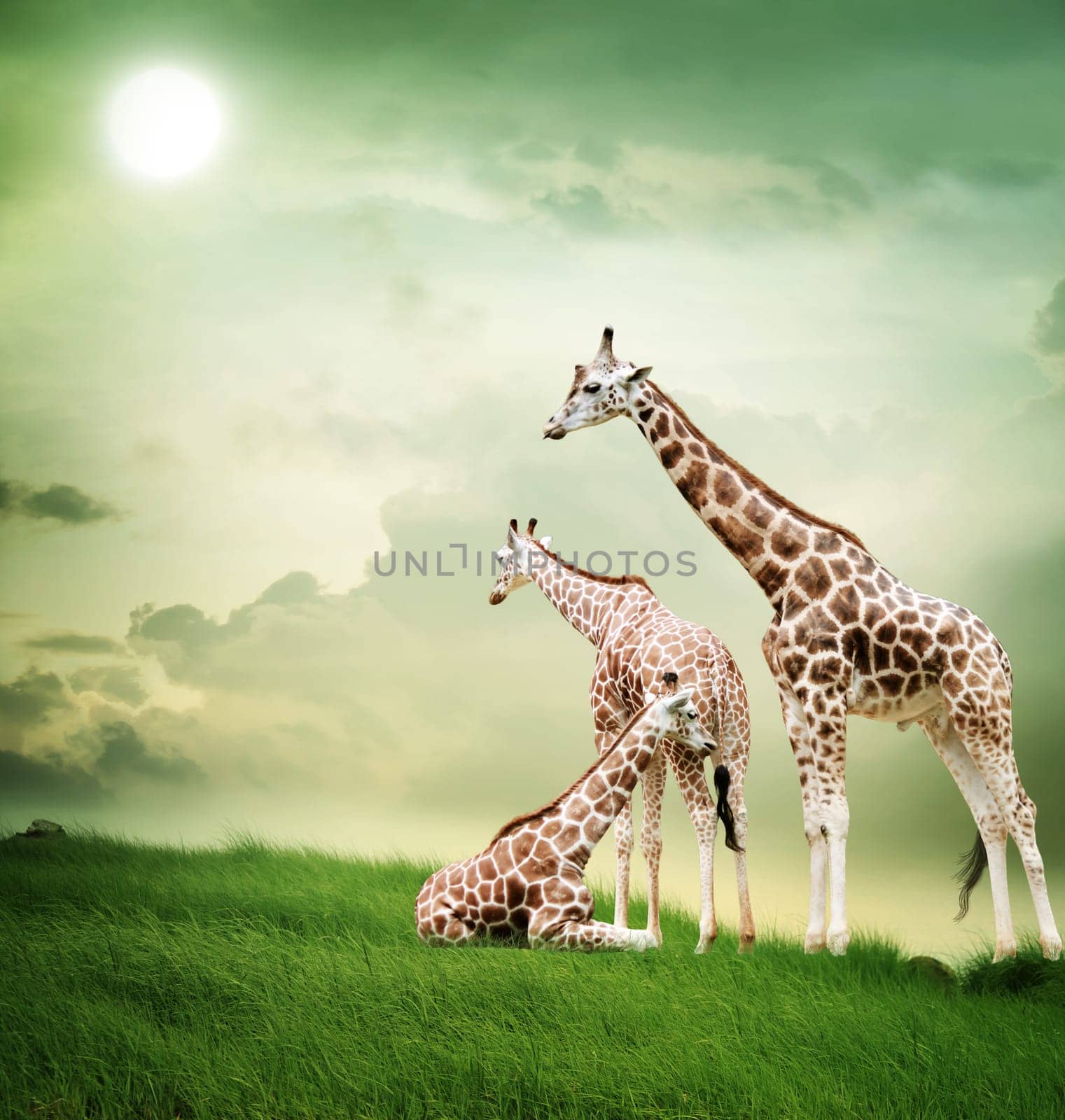 Three giraffes relaxing on the fantasy landscape