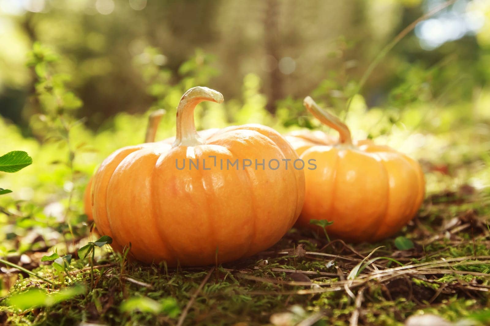 Miniature pumpkins in rustic garden with sunshine