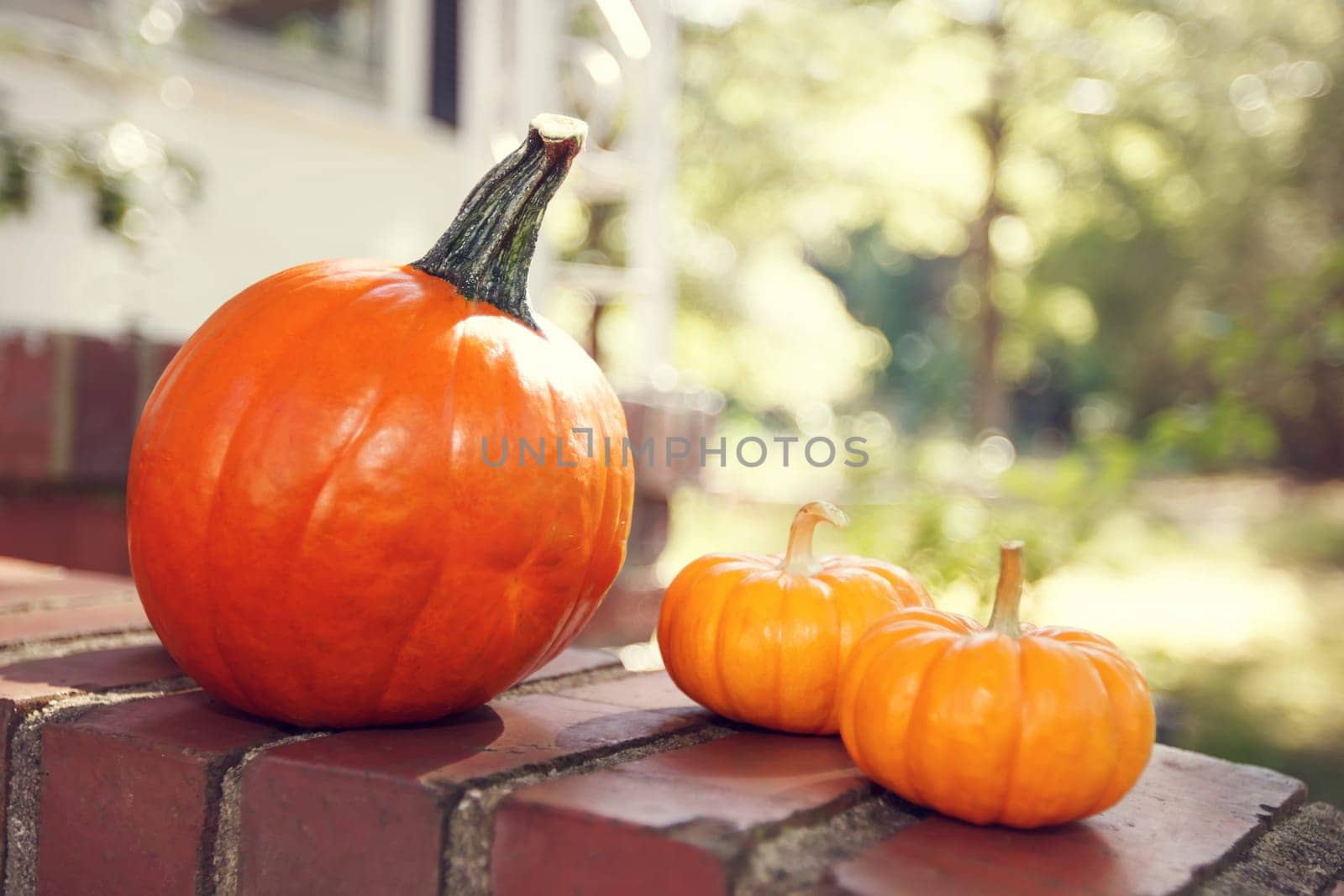 Orange pumpkins outside by a house with sunshine