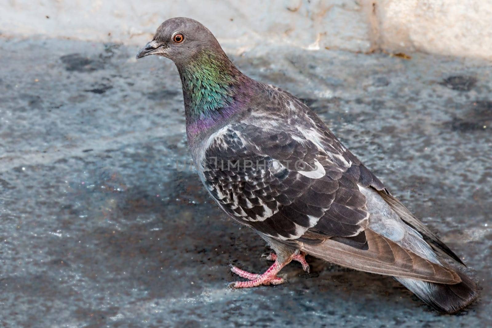 Very beautiful Pigeon on a street locking the photographer