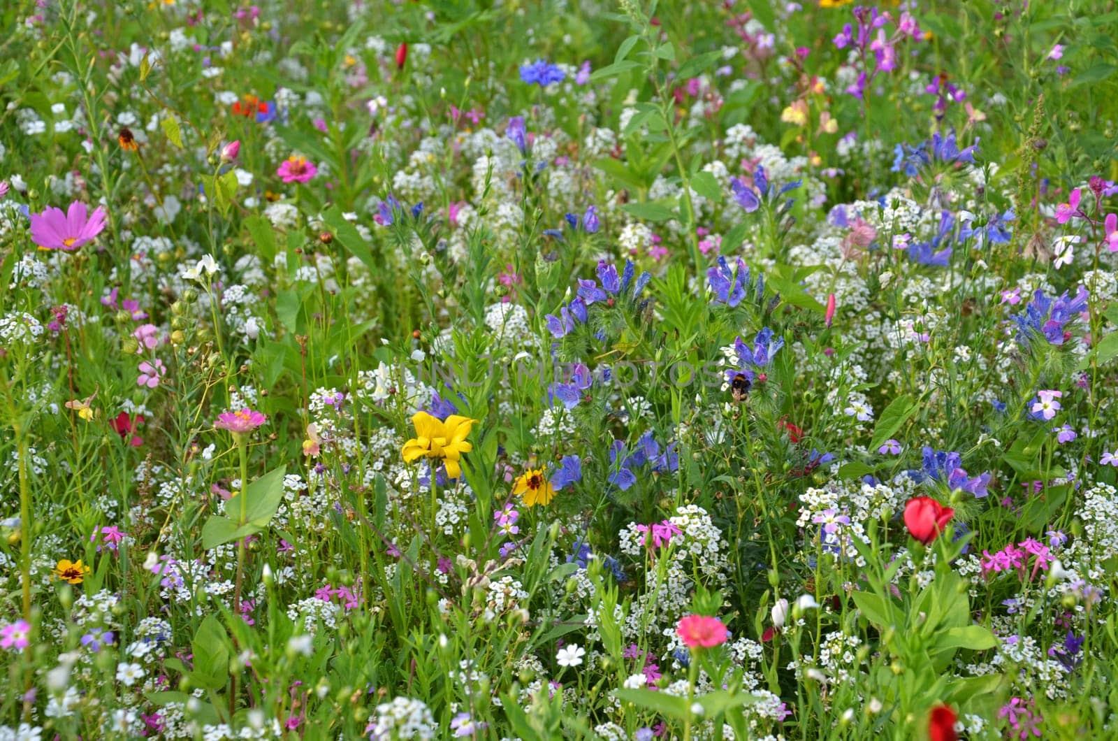 Flower meadow