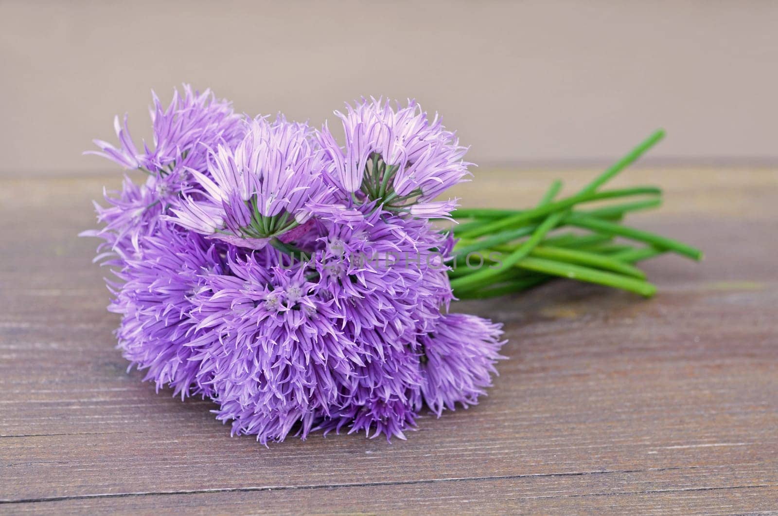 Chik blossoms