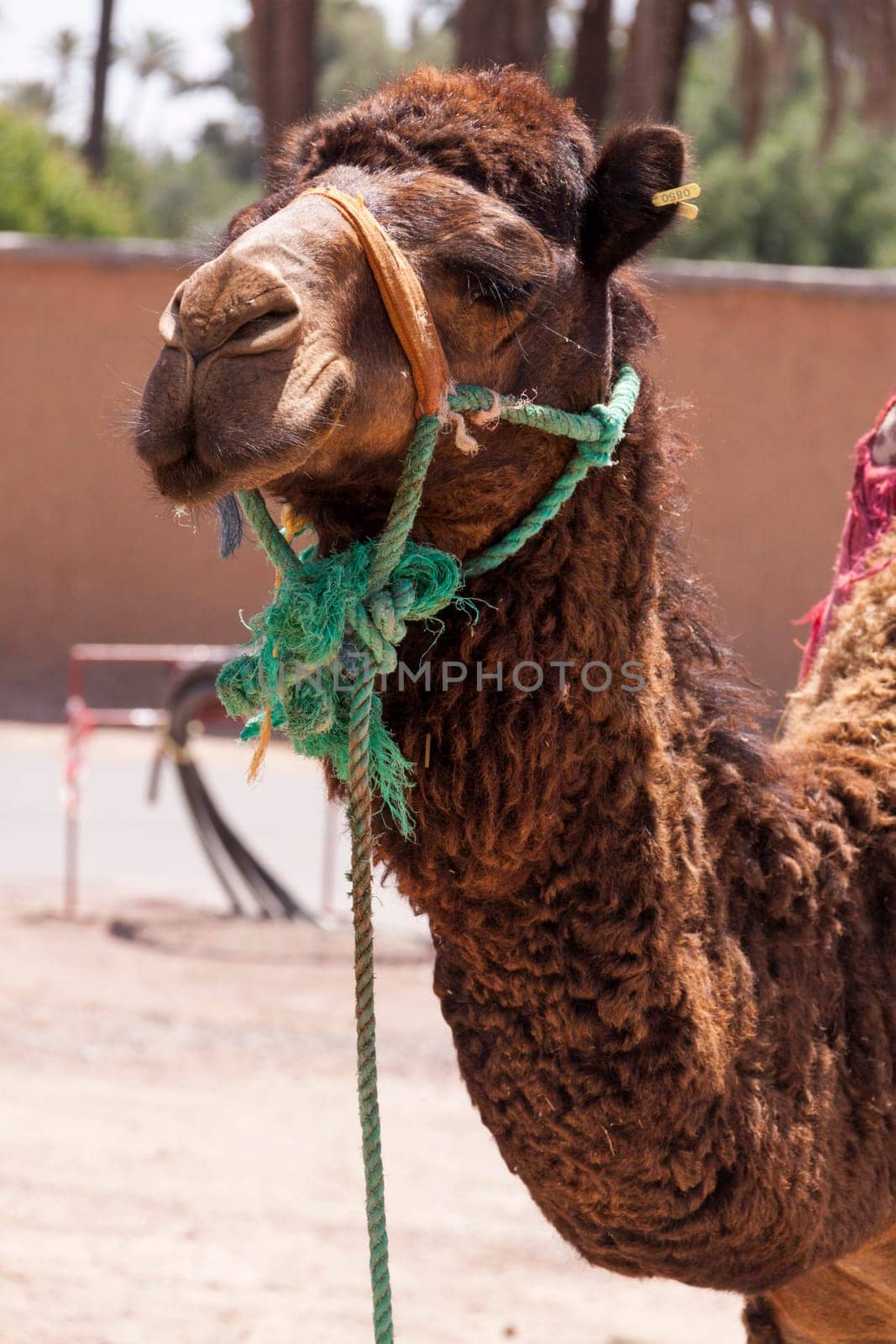 Camel in Marrakech,Morocco carries a harnes and saddle for transport and use as a load animal to carry loads