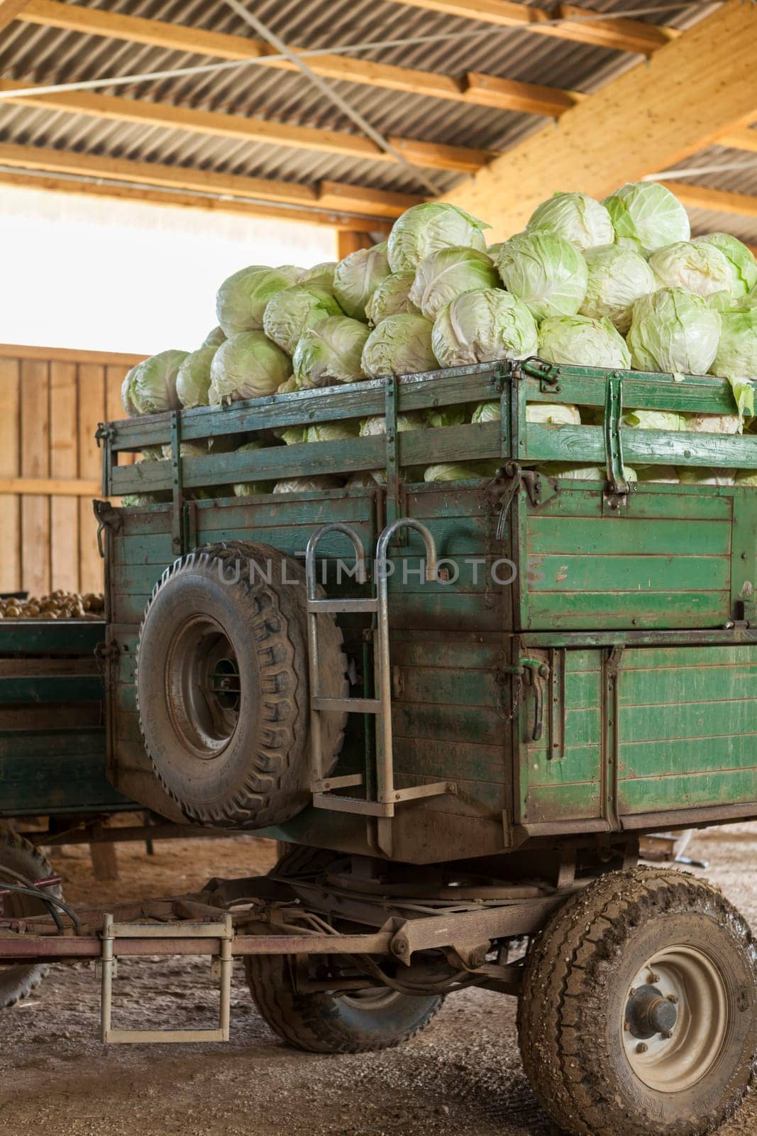 Freshly harvested potatoes and cabbage on a trailer in a barn on a farm