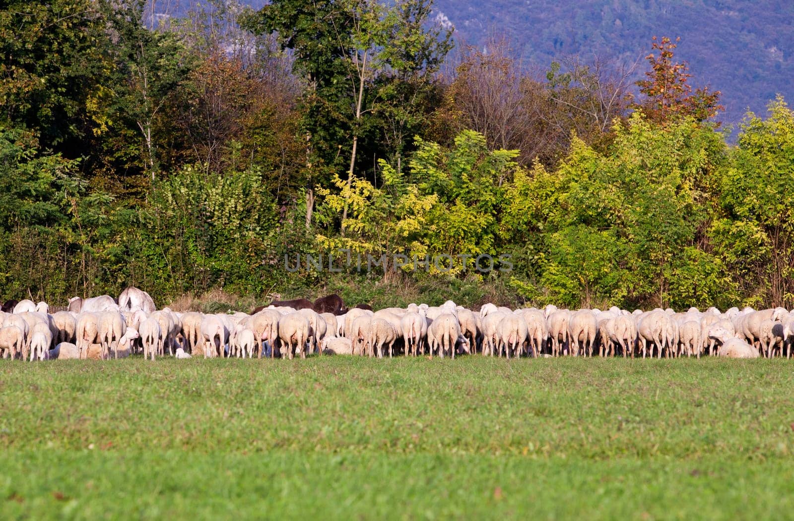 herd of sheeps in eating some grass on the horizon