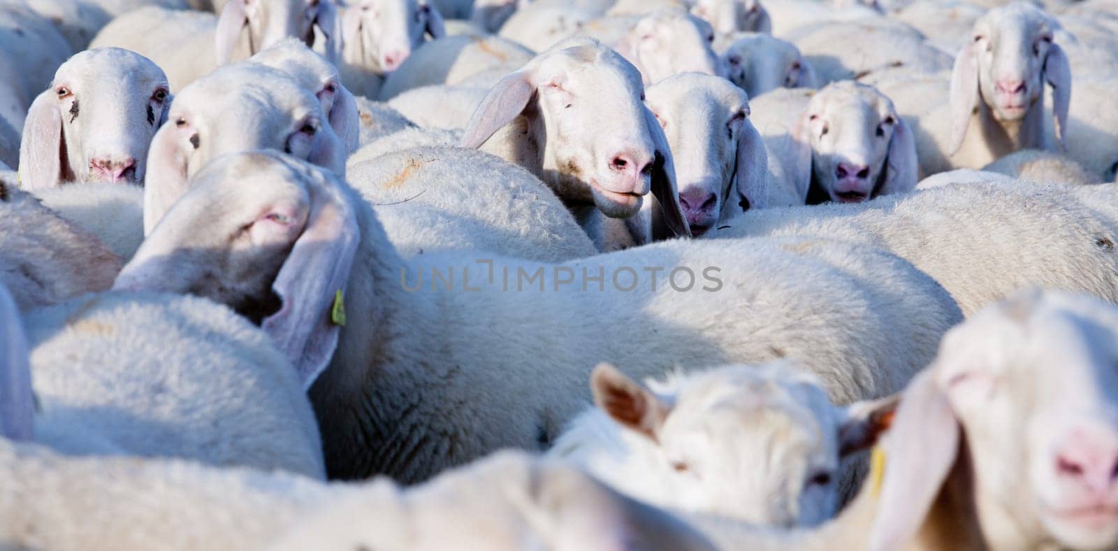 a graze with sheeps that wants to come to light