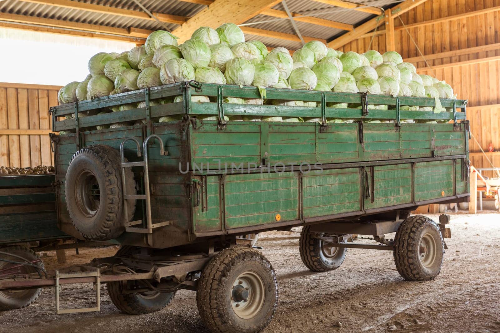 Freshly harvested potatoes and cabbage on a trailer in a barn on a farm