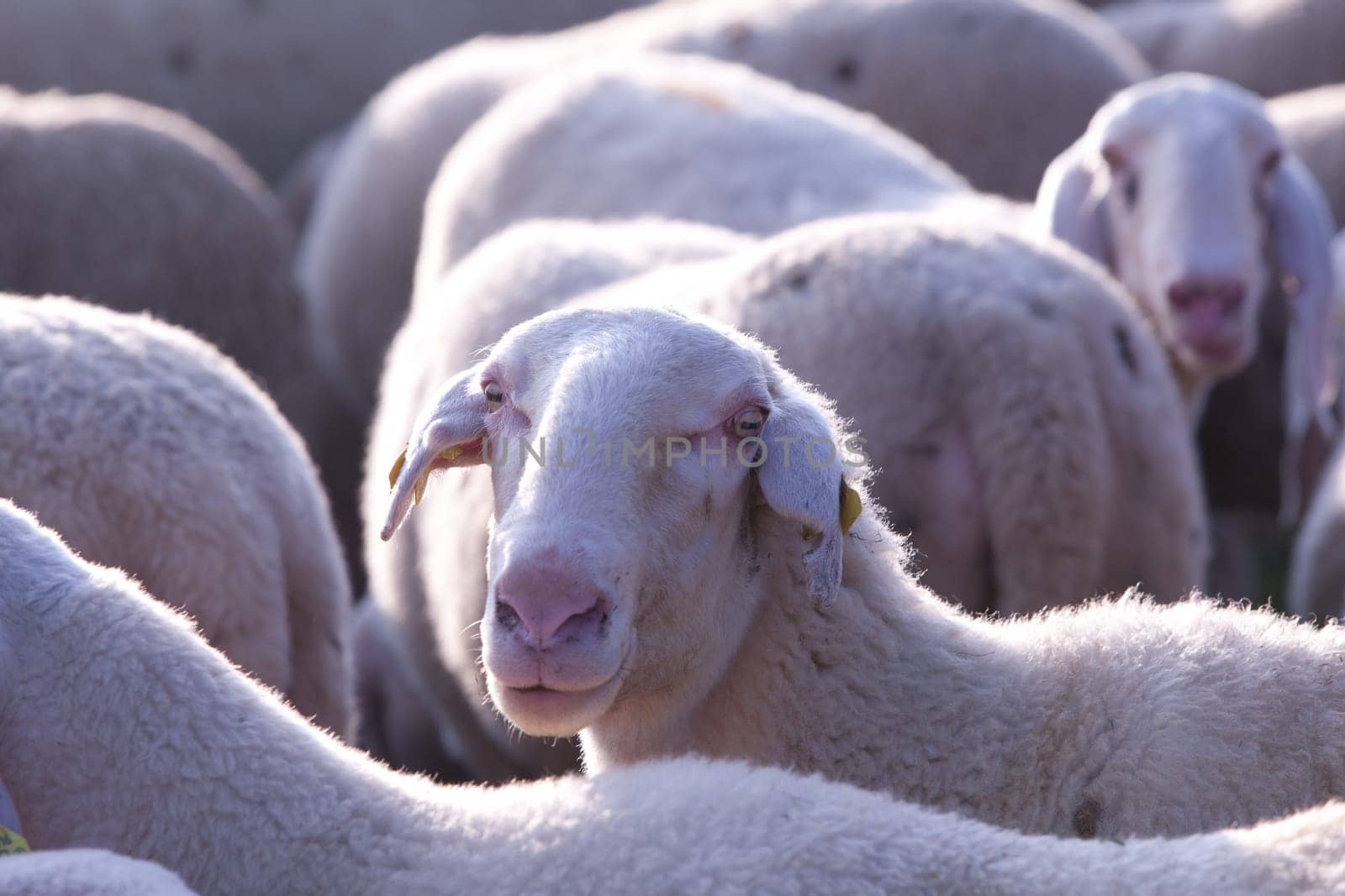 a graze with sheeps that wants to come to light