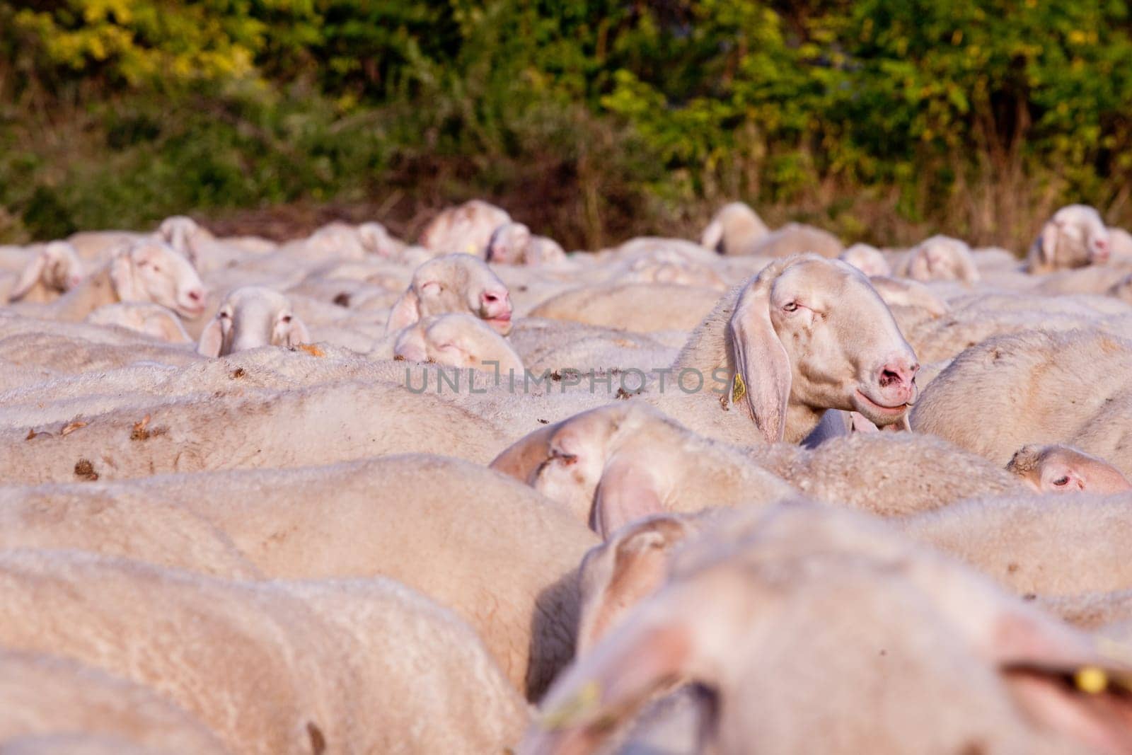 sheep that want to emerge from a flock of a lot of sheeps