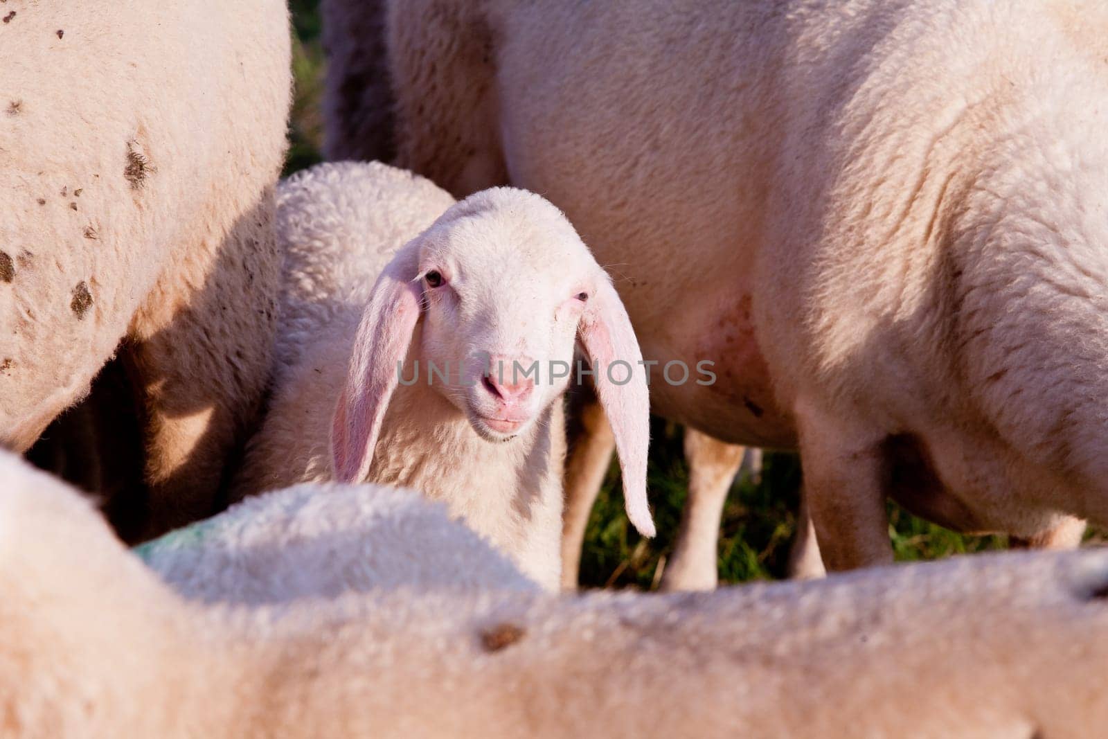 a little lamb watching in the camera with curiosity