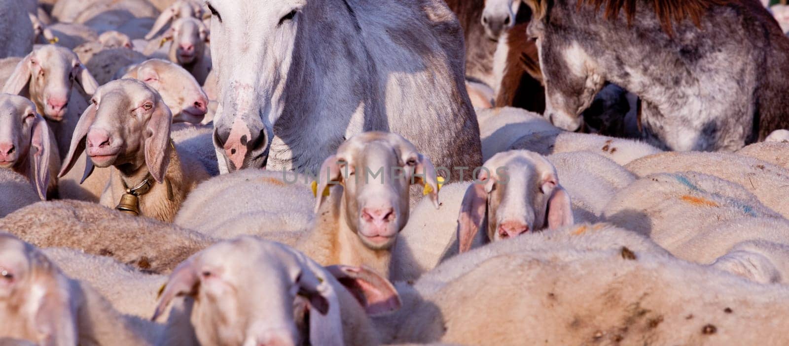 a lot of white or gray animals like sheeps, donkeys, goats and animals everywhere...