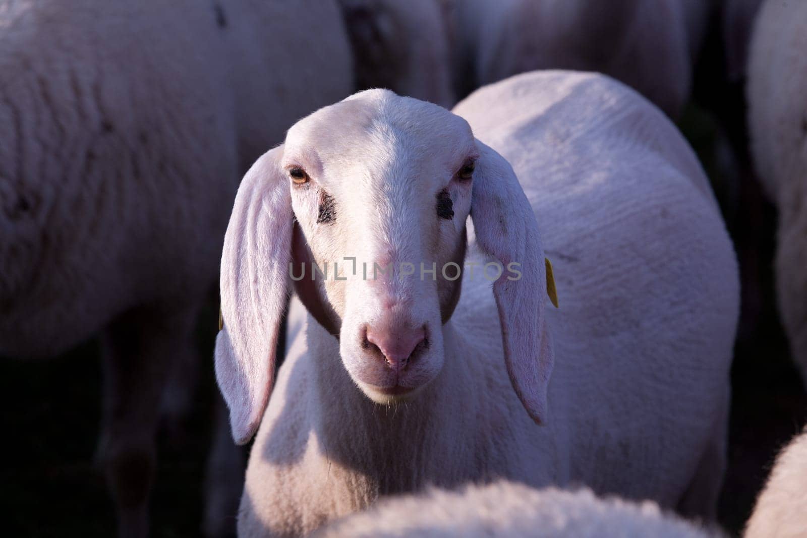 this is a little sheep very curious to know what the heck are you watching