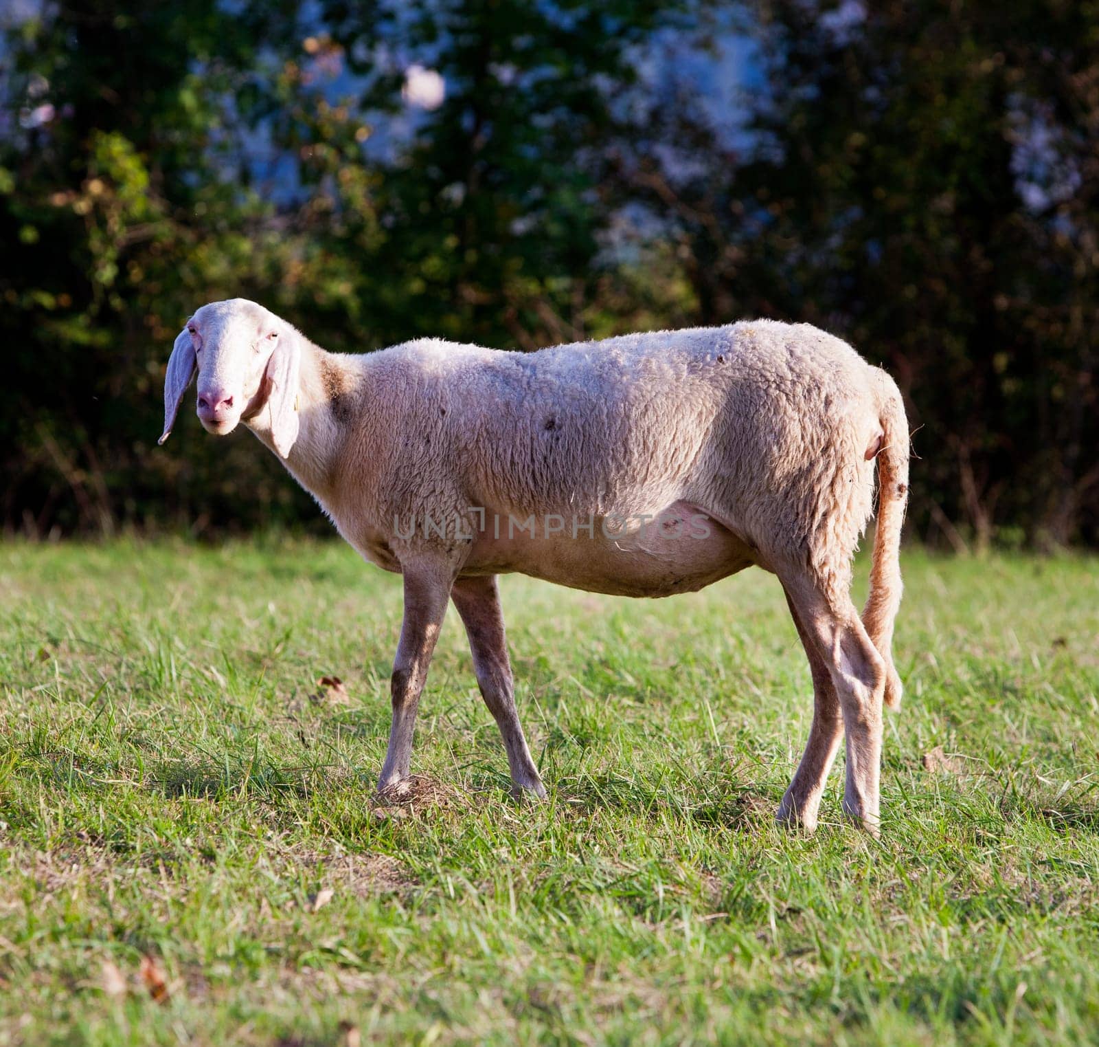 white sheeps in the countryside watching you wandering why you are so strange and weird