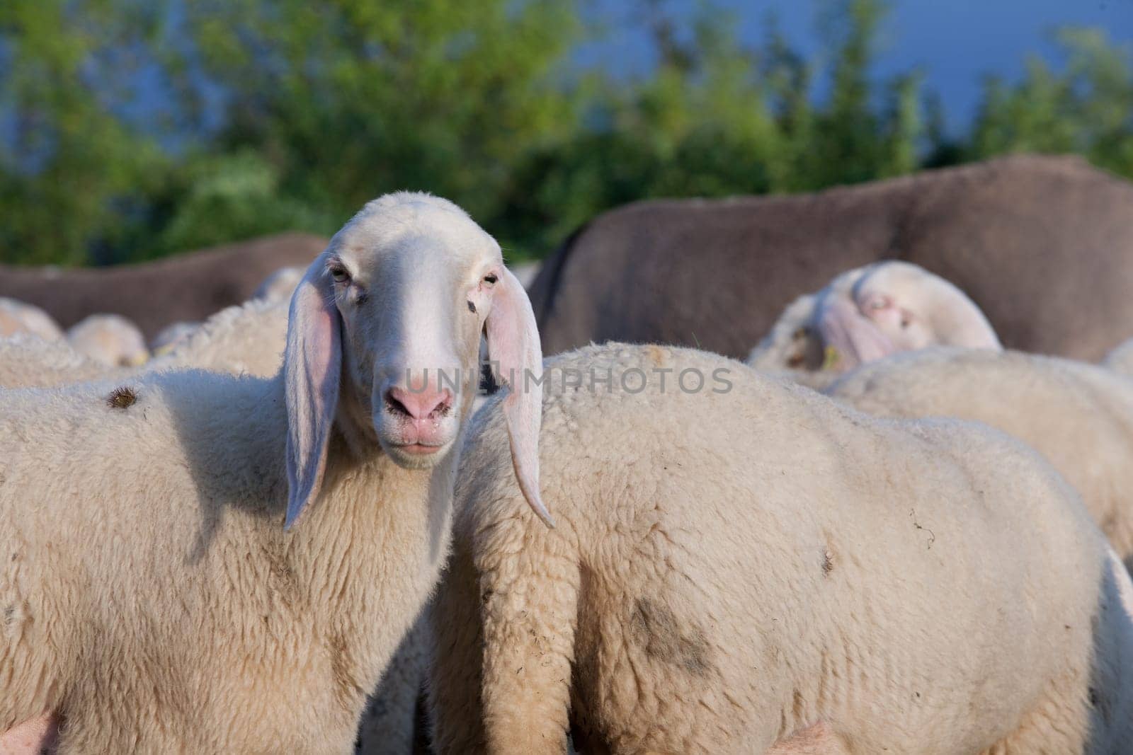 a sheep among sheeps watching camera