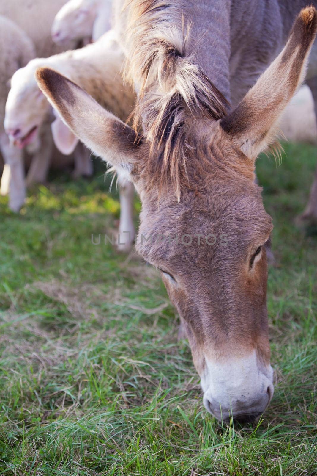 there is a donkey focused in eating grass near a flock of sheeps