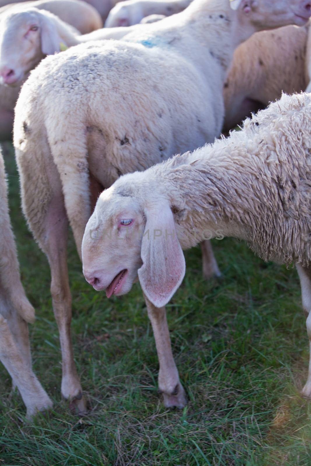 sheep bleating on a grass field near the back of another sheep
