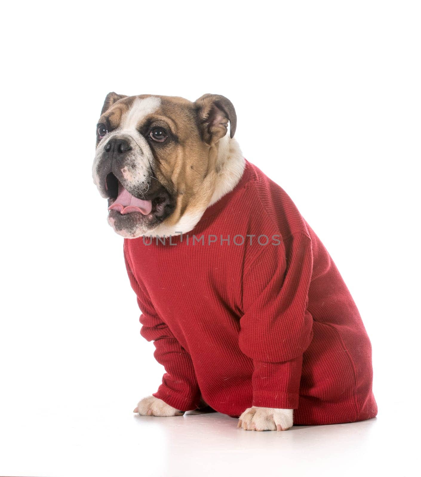 english bulldog puppy with surprised expression on white background