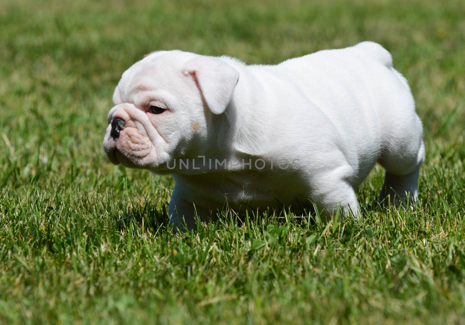 cute english bulldog puppy in the grass