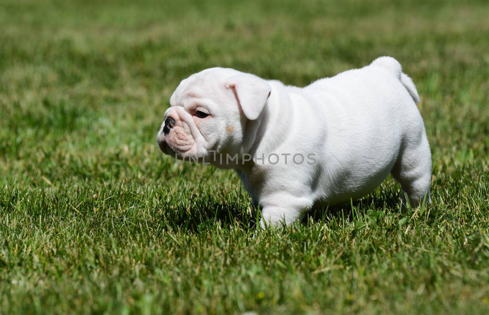 cute english bulldog puppy in the grass
