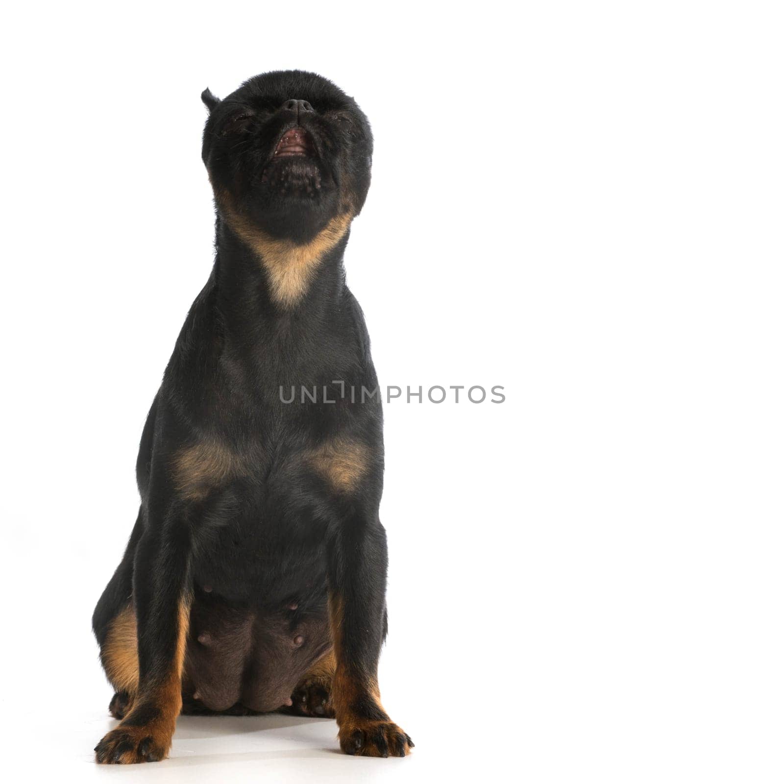 dog crying - brussels griffon with head back howling