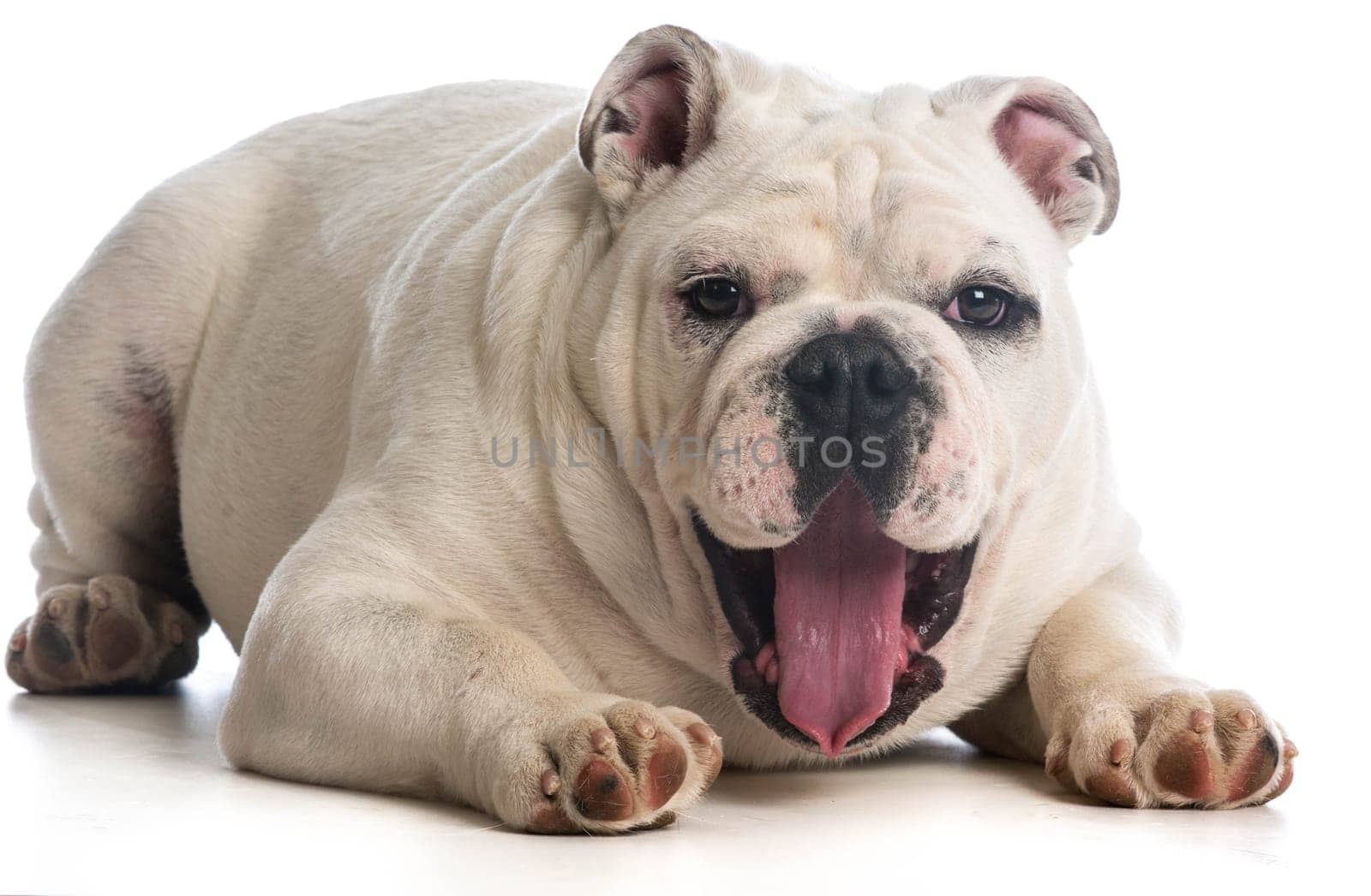happy dog - 6 month old english bulldog with surprised expression on white background