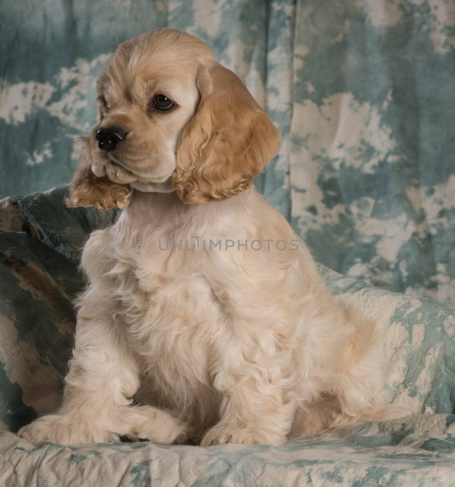 cute american cocker spaniel puppy sitting on green backdrop