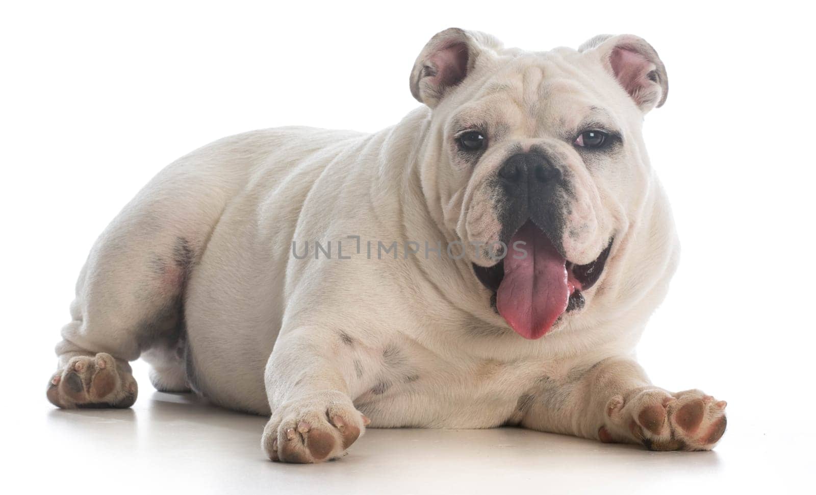 english bulldog puppy laying down panting on white background