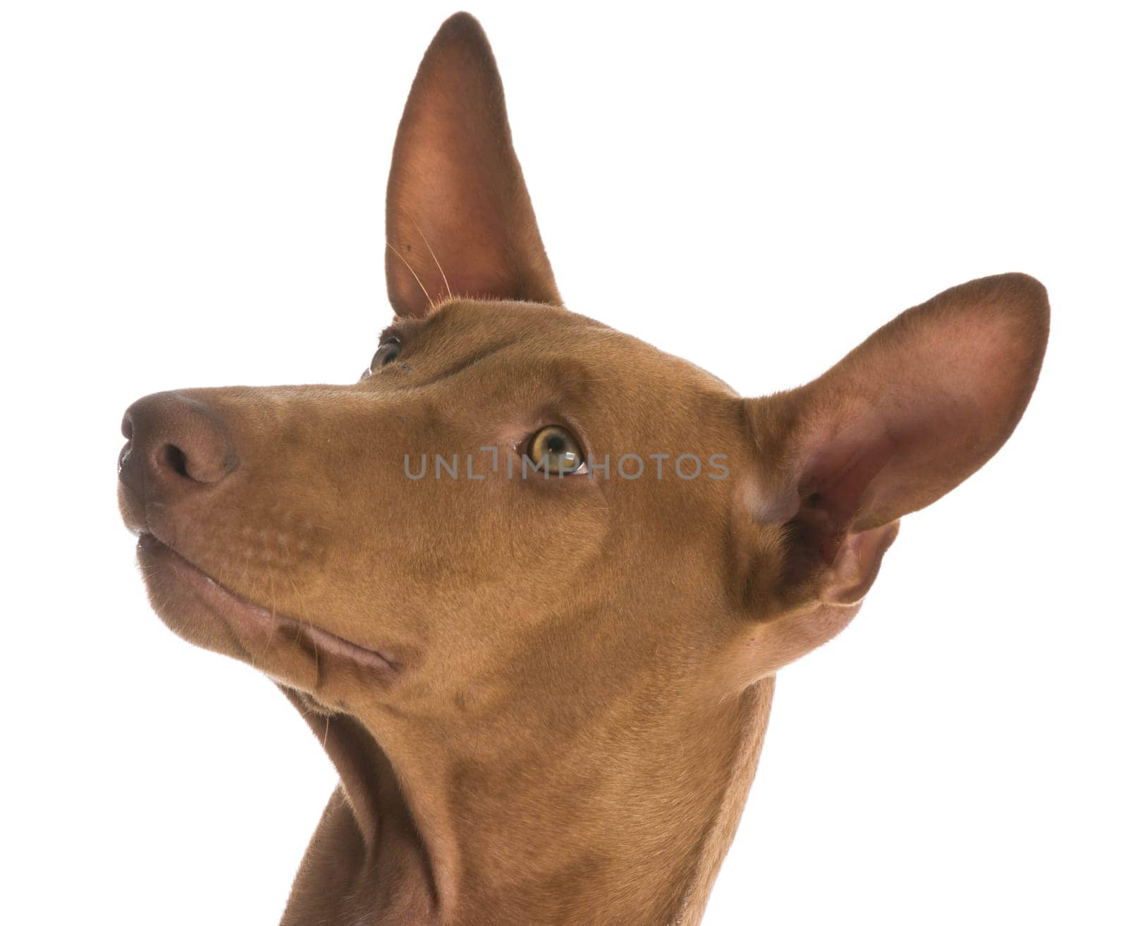 pharaoh hound portrait on white background