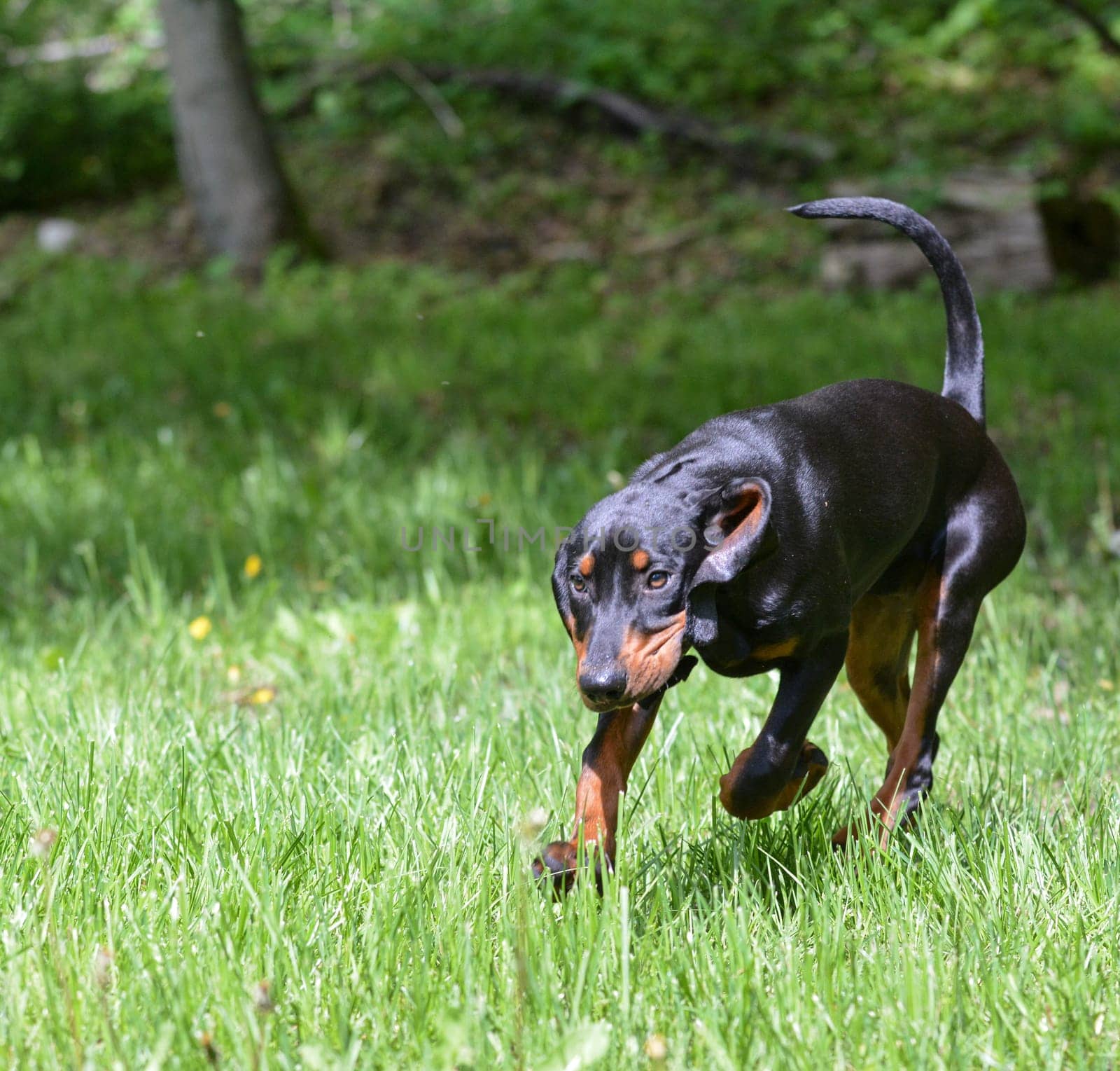 black and tan coonhound puppy running in the grass