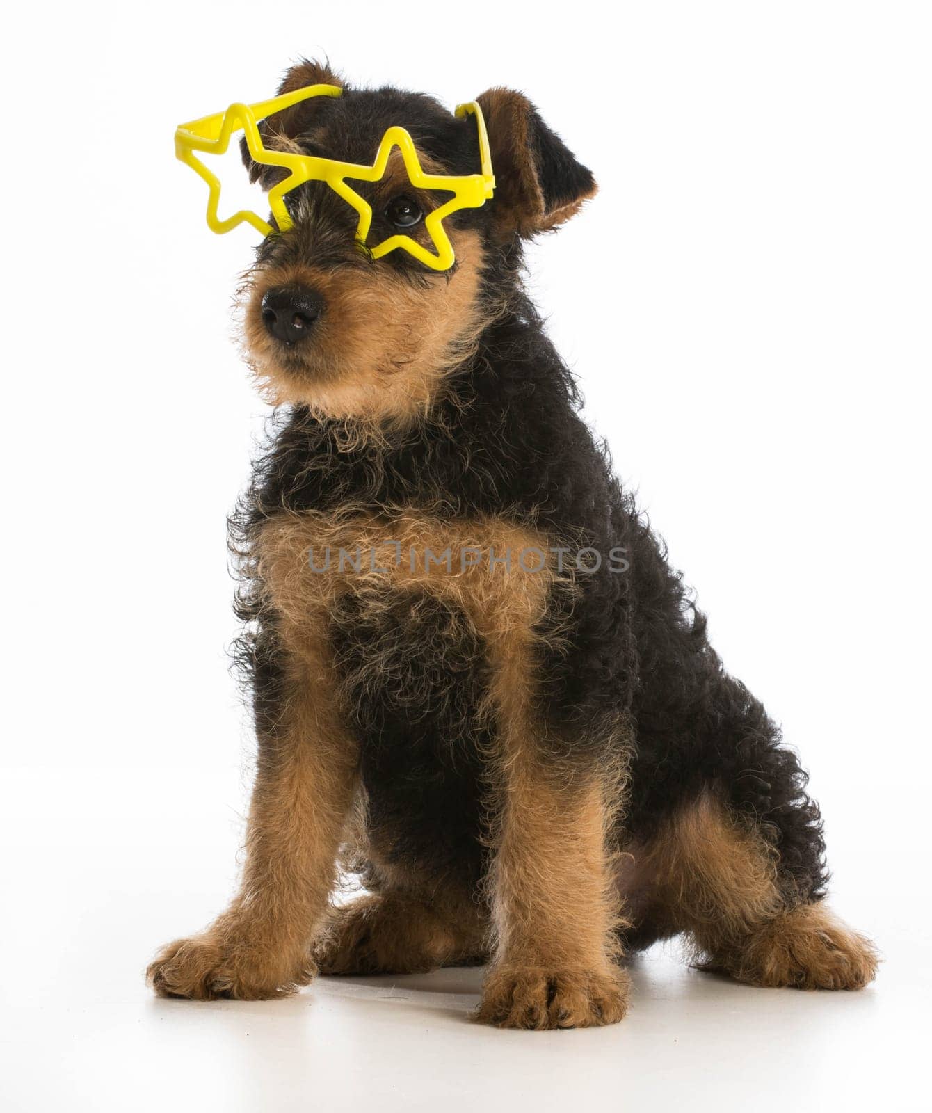 cute airedale terrier puppy wearing star shaped glasses sitting on white background
