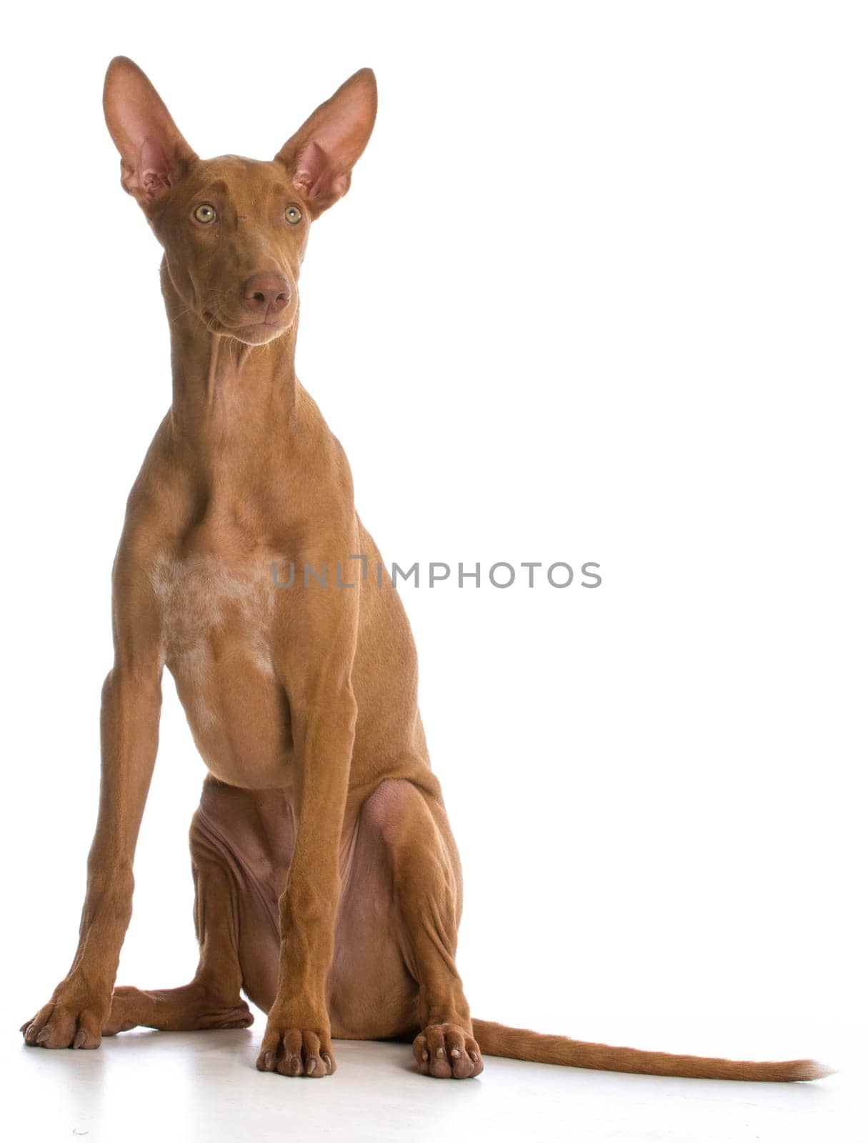 pharaoh hound sitting on white background