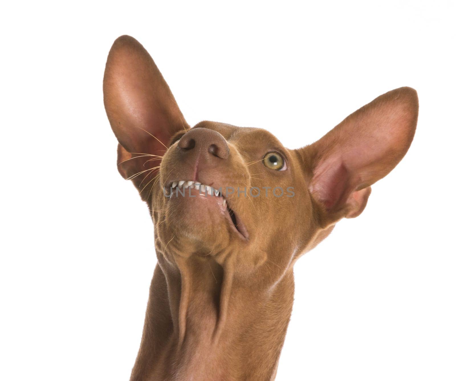 funny dog - pharaoh hound with funny expression on white background