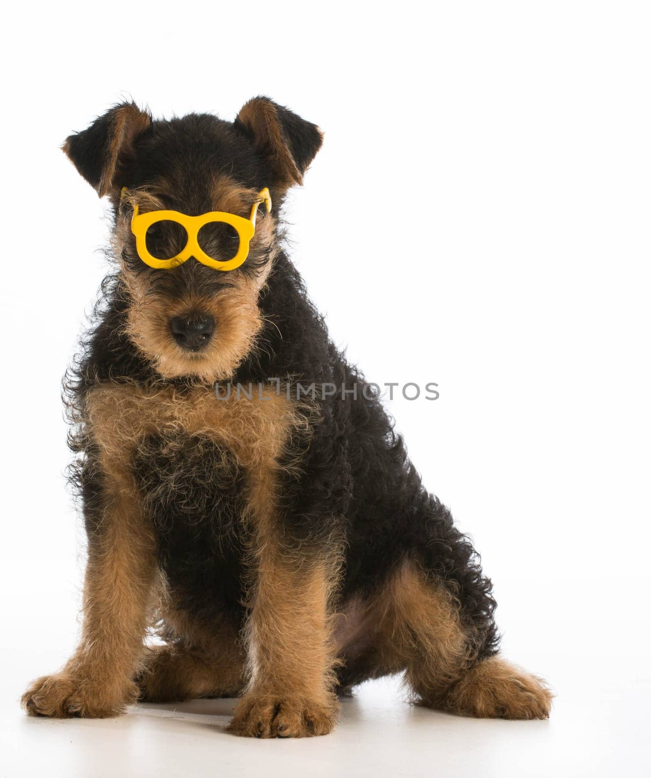 cute airedale terrier puppy wearing glasses sitting on white background