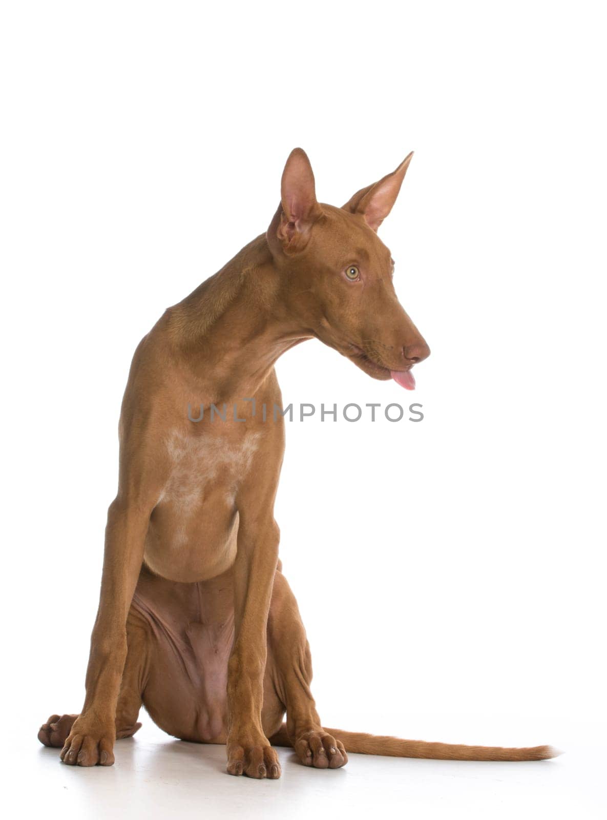 cute puppy with tongue stuck out on white background - pharoah hound