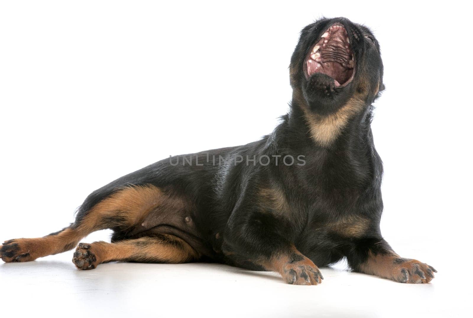 dog yawning - brussels griffon with mouth open yawning on white background