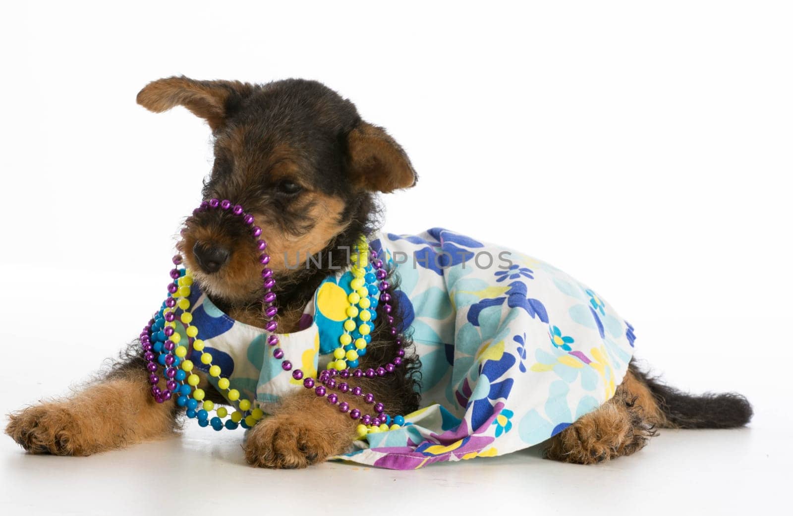 female airedale terrier puppy wearing dress and colorful beads on white background