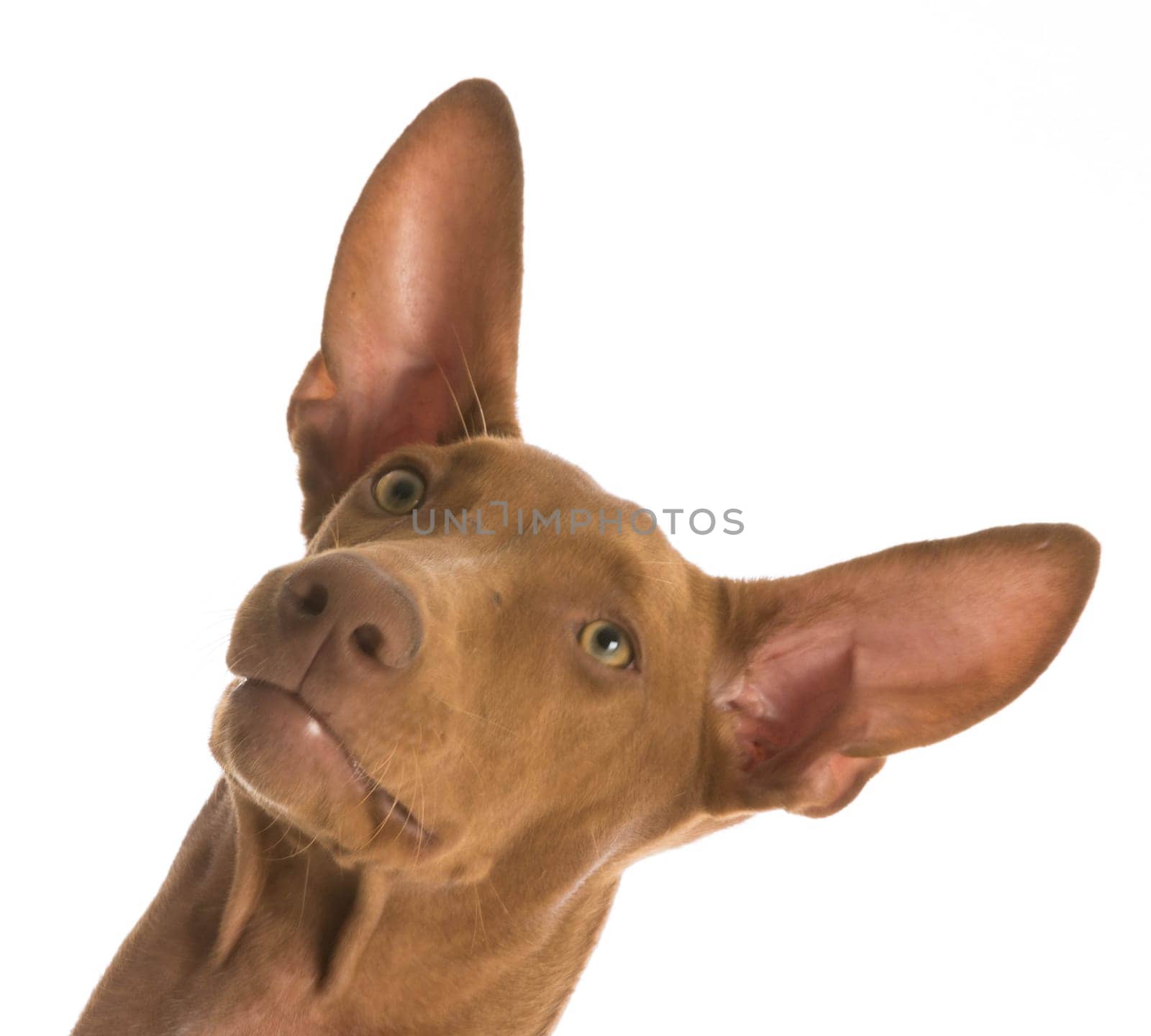 pharaoh hound portrait on white background