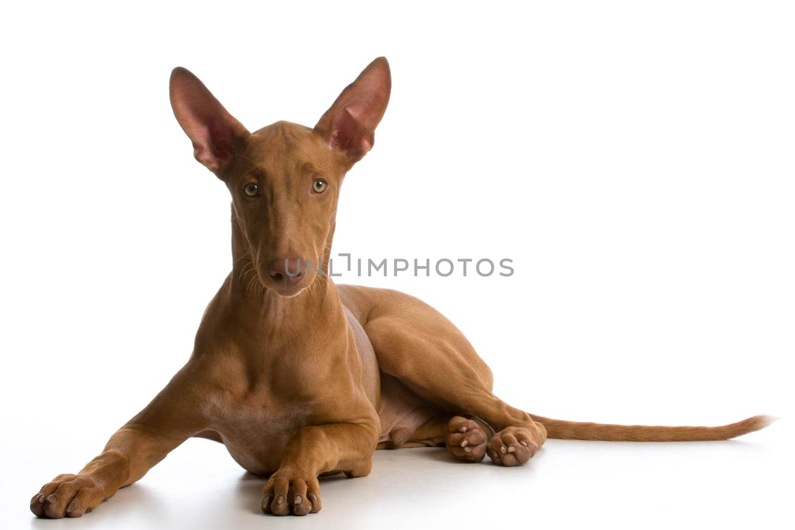 pharoah hound puppy laying down looking at viewer on white background