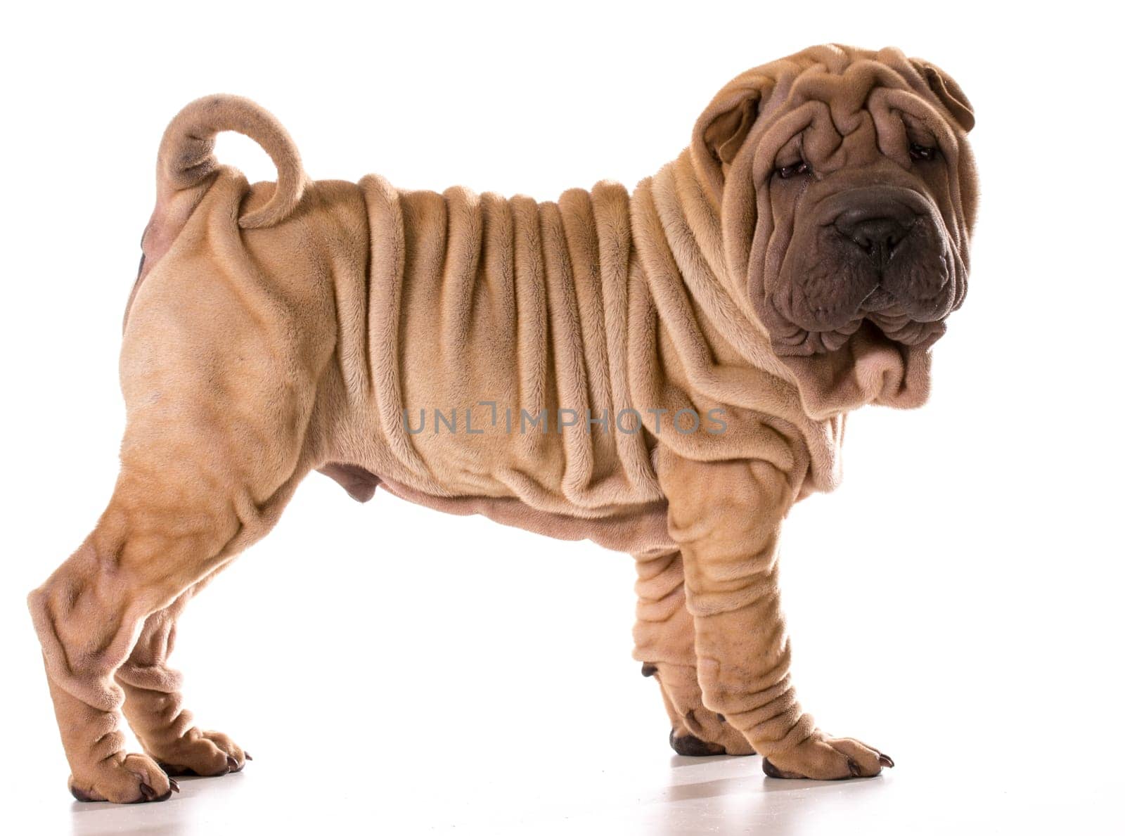chinese shar pei standing isolated on white background