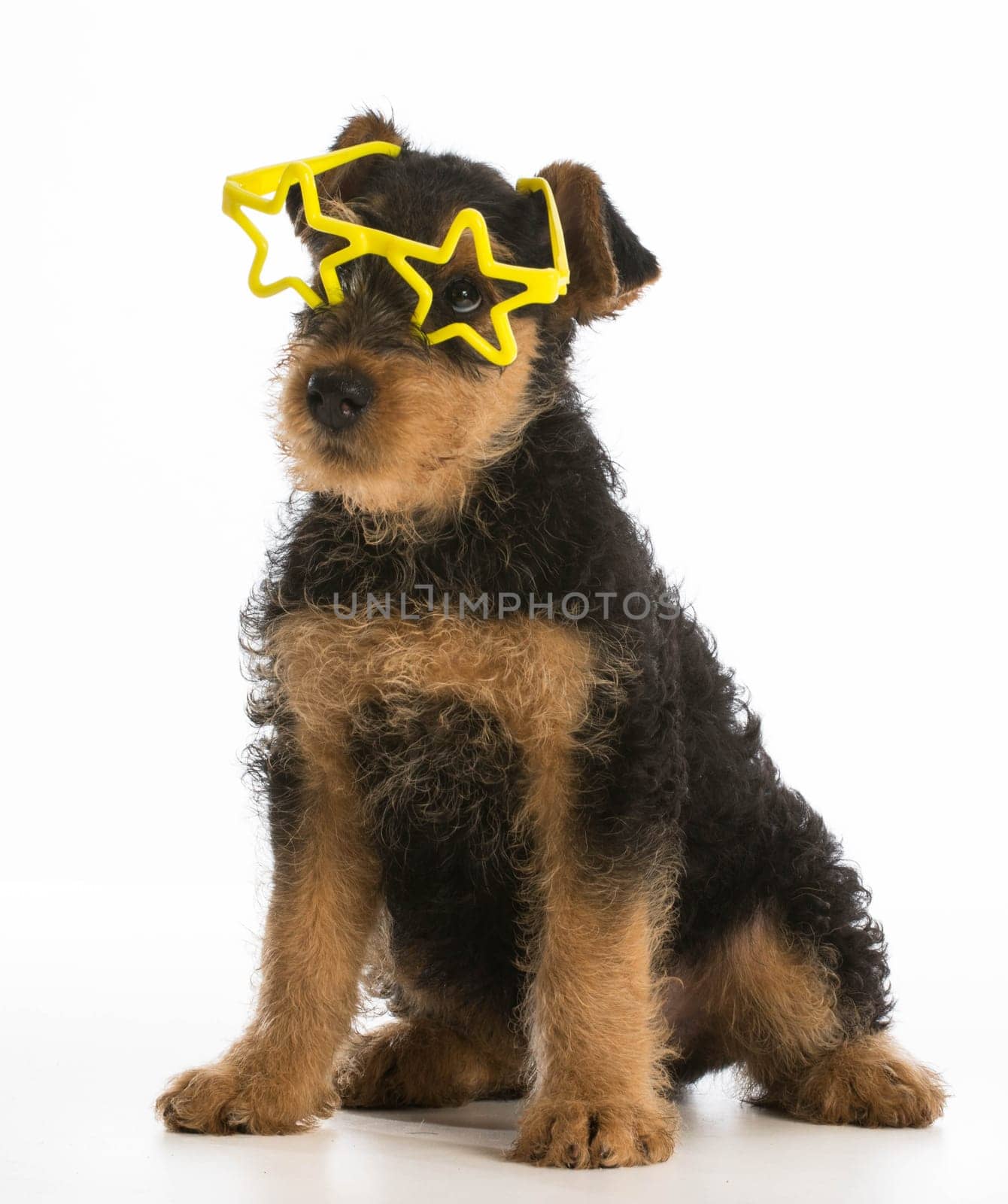 cute airedale terrier puppy wearing star shaped glasses sitting on white background