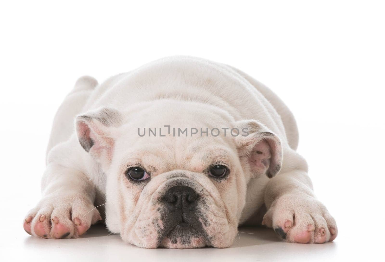 tired english bulldog puppy laying down stretched out on white background