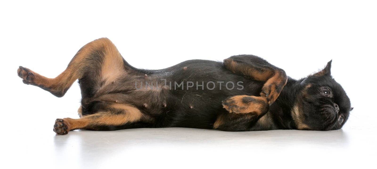 brussels griffon puppy laying on back isolated on white background