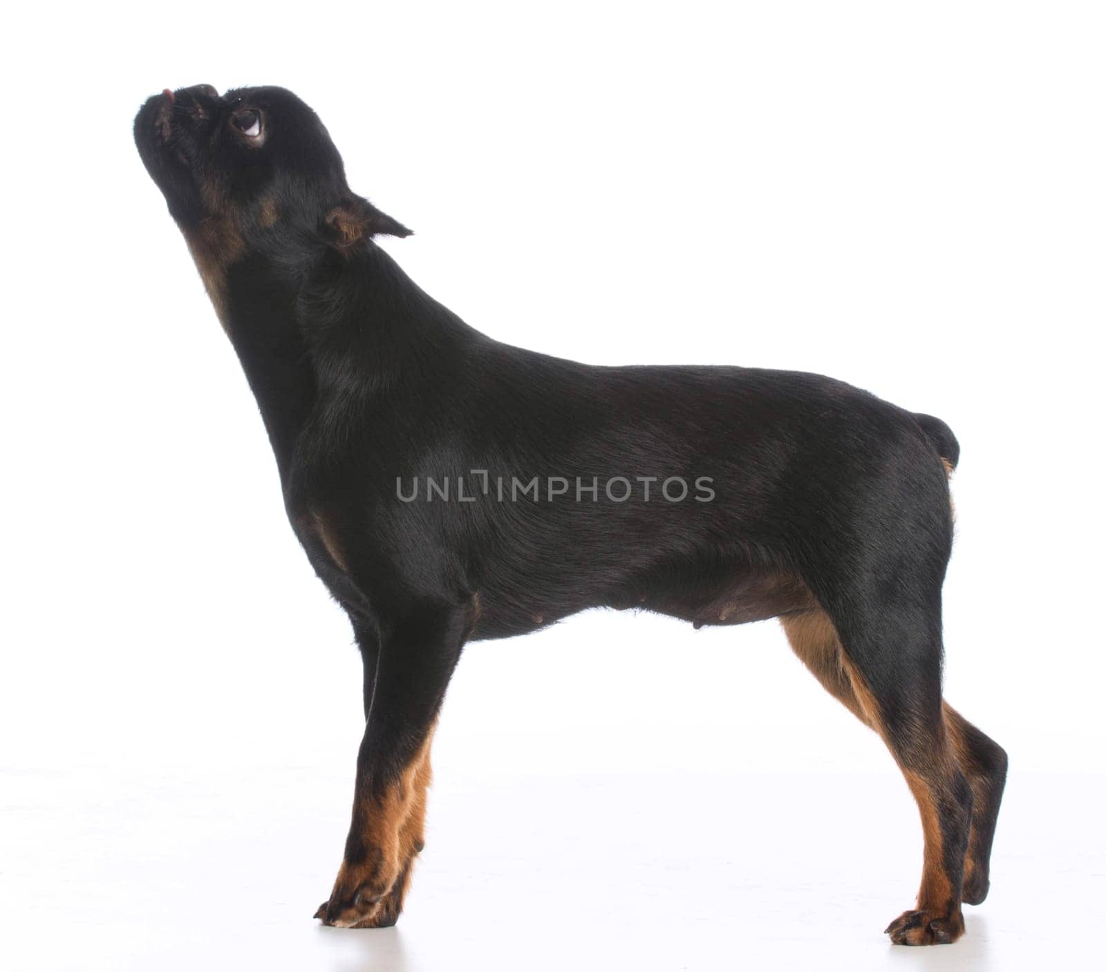 brussels griffon puppy standing isolated on white background